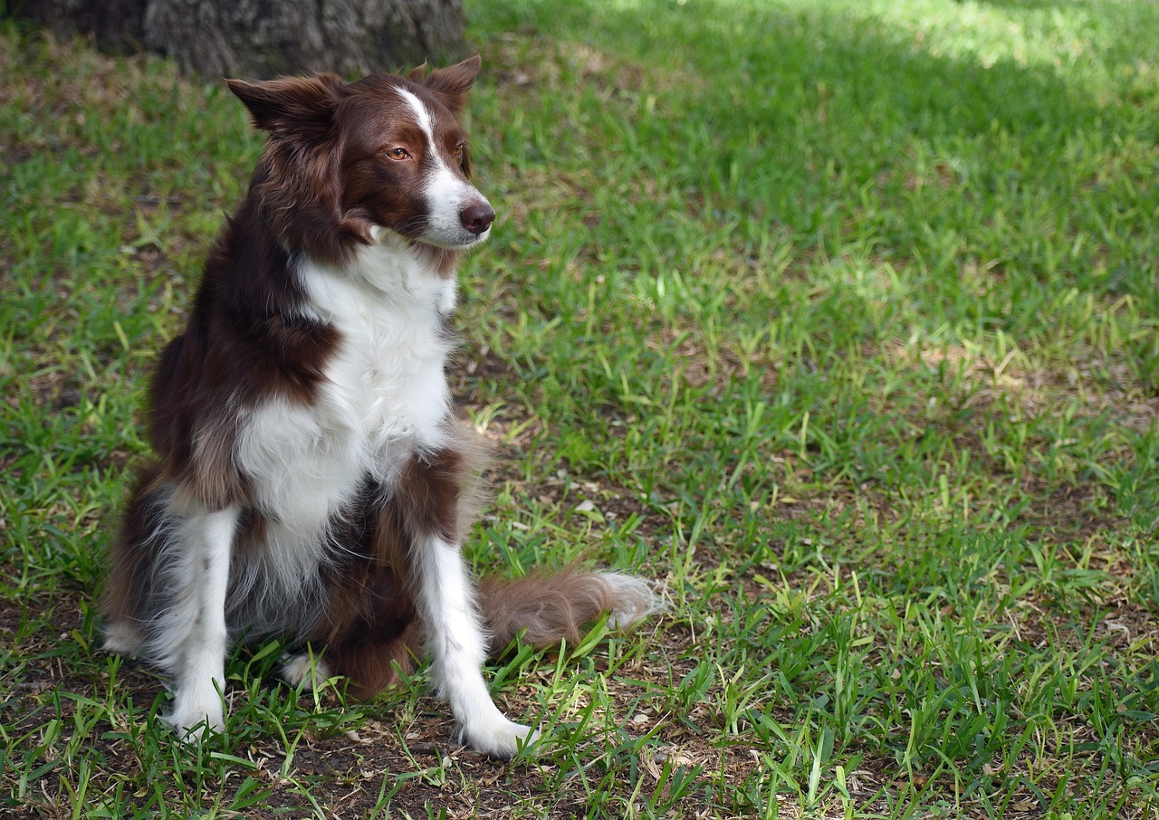 The Personality Traits of the Australian Cattle Dog